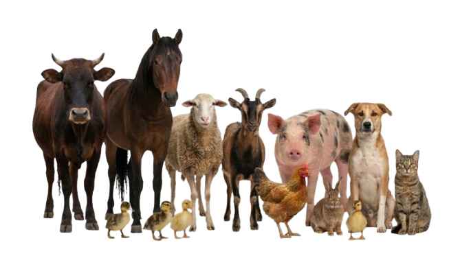 Farm and domestic animals